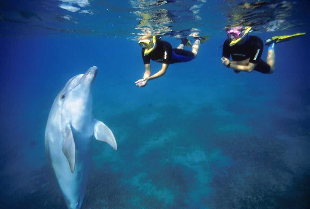 Red Sea Diving & Dolphin Snorkel Expedition - Tour