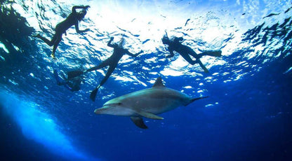 Red Sea Diving & Dolphin Snorkel Expedition - Tour